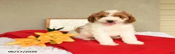 Mini Goldendoodle dogs for sale: Sky - Ad 3