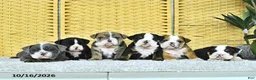 English Bulldog dogs for sale: Asher - Ad 5