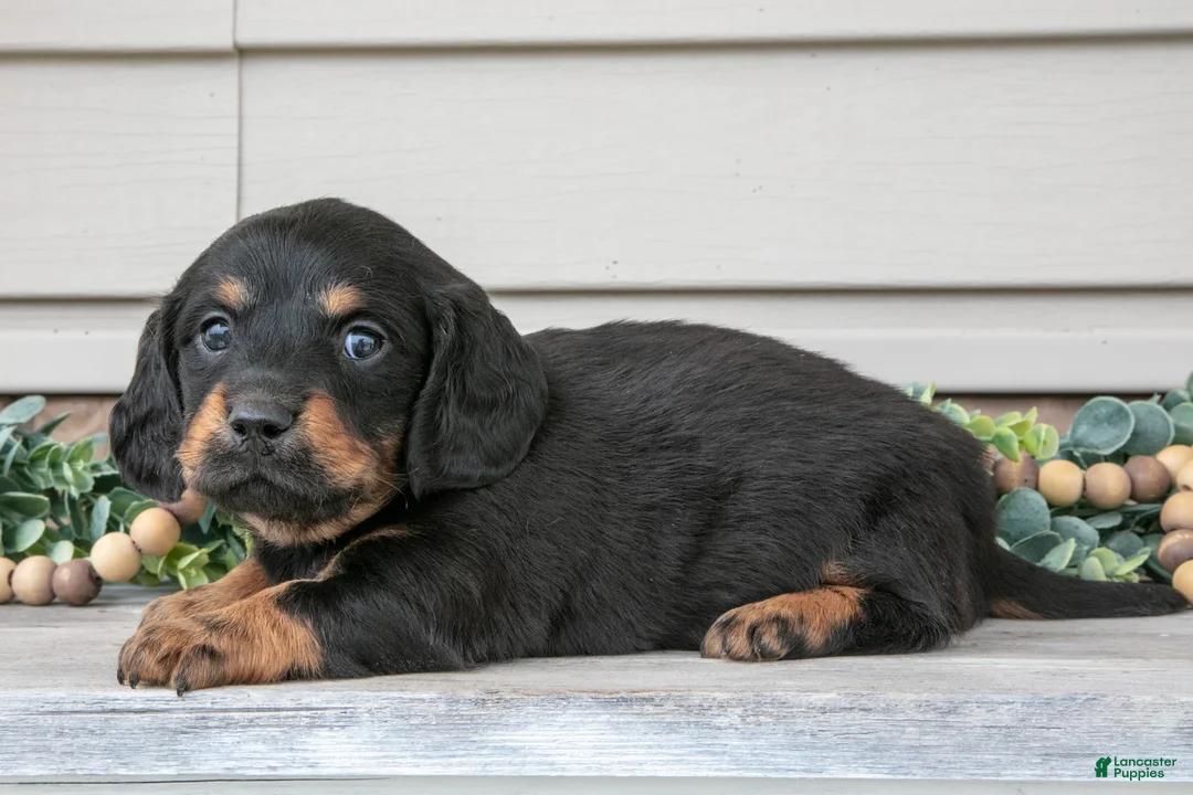 Miniature Dachshund dogs for sale: Rusty - Ad 3
