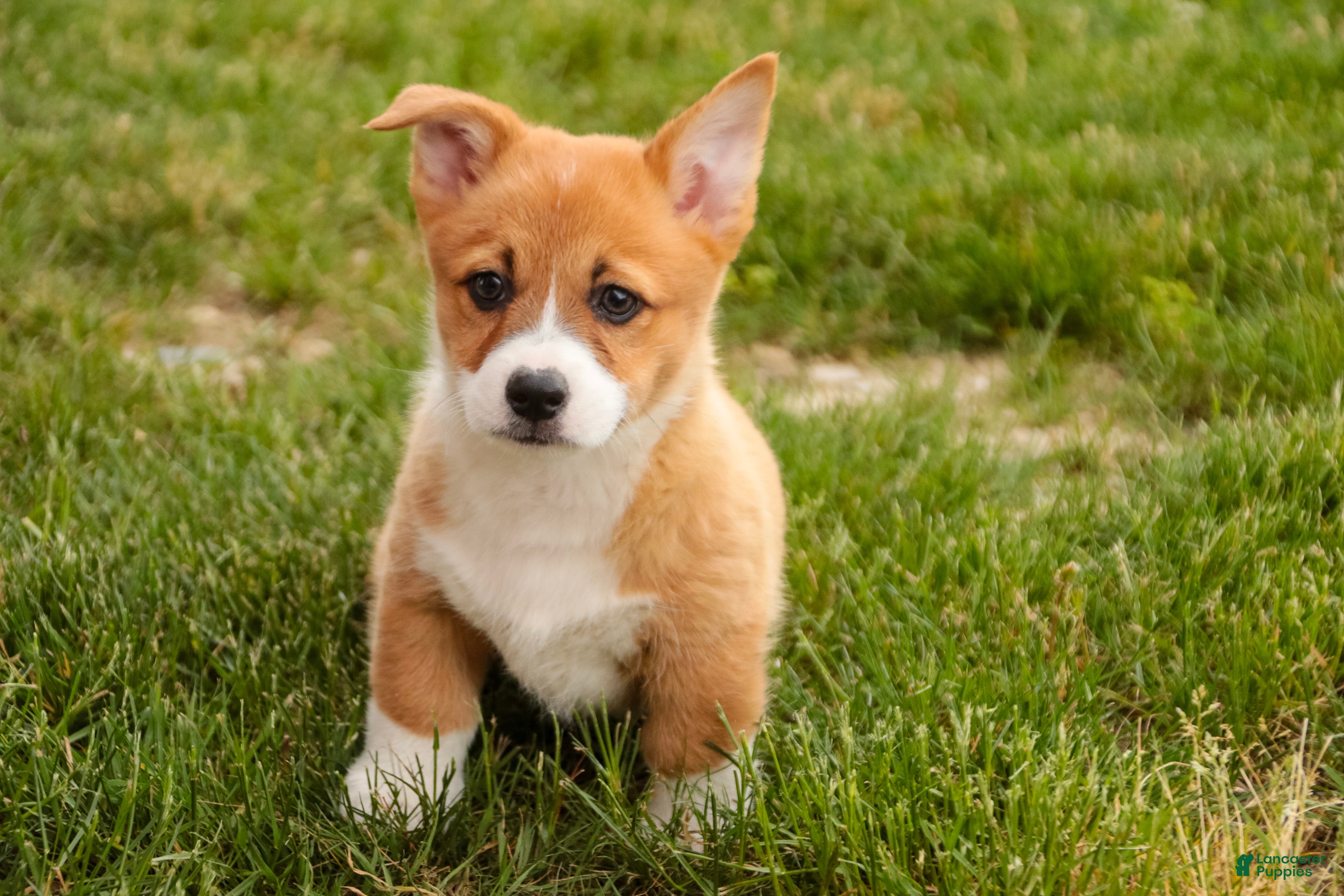 Welsh Corgi Pembroke dogs Rover - Ad 2