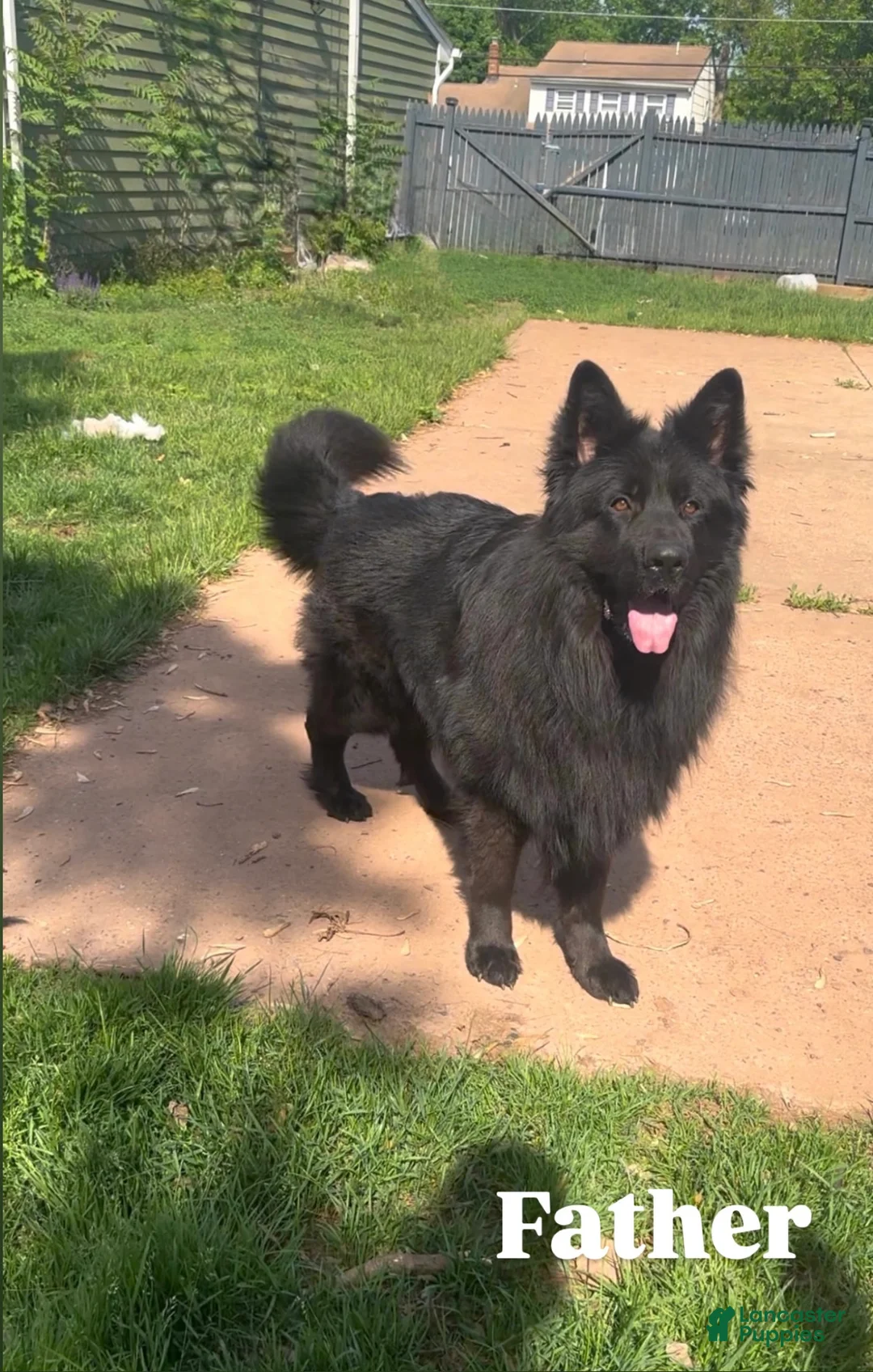 German Shepherd dogs for sale: Stormi - Ad 8