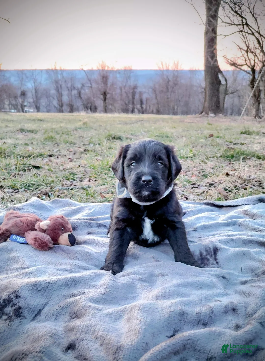 Mini Goldendoodle dogs for sale: Mini Goldendoodle JOJO - Ad 1