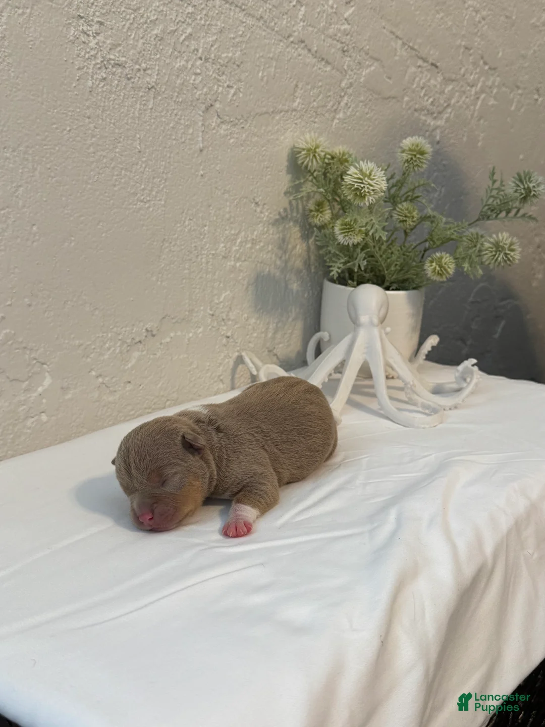 American Bully dogs for sale: Guapo - Ad 2