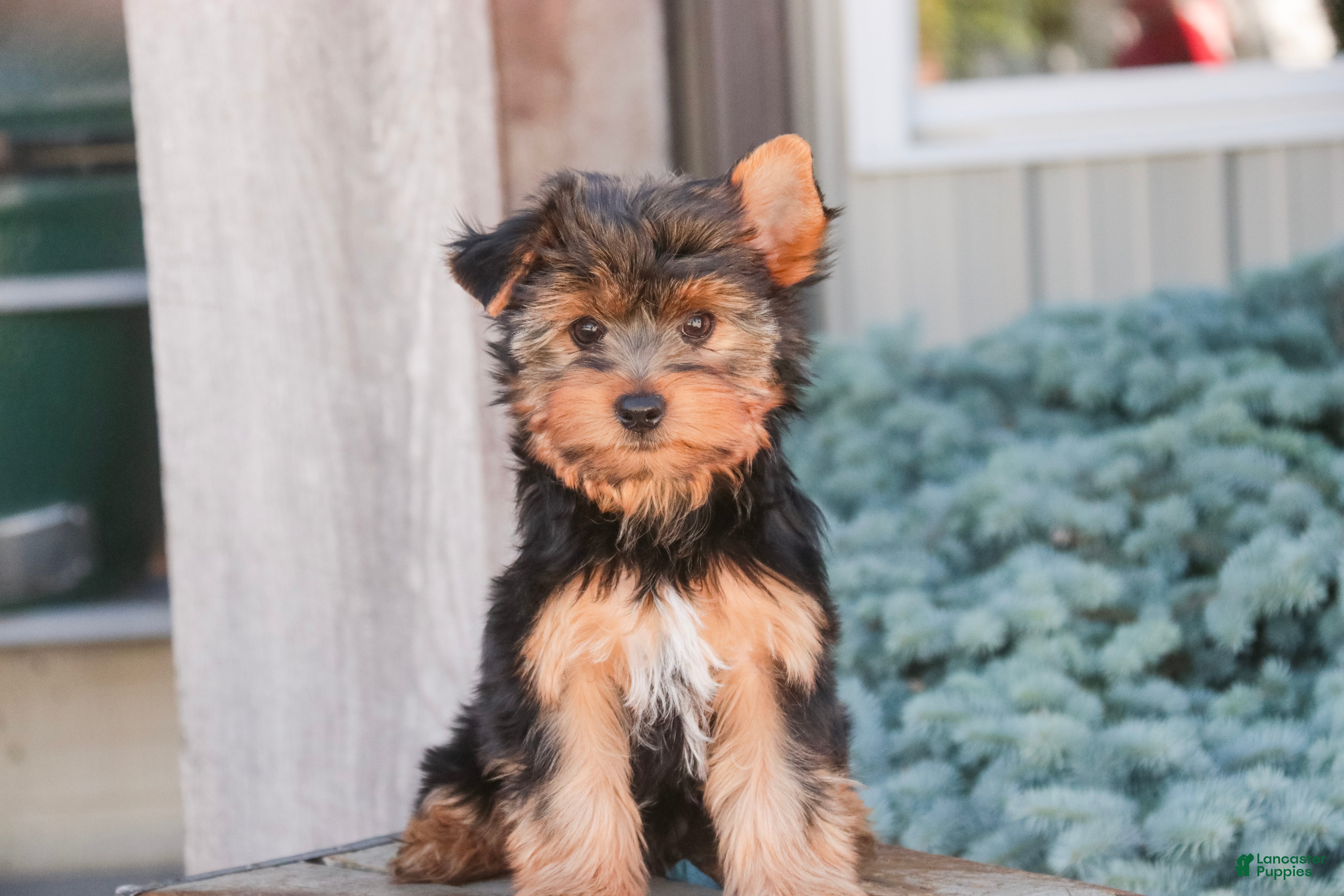 Yorkshire Terrier dogs Tahoe - Ad 1