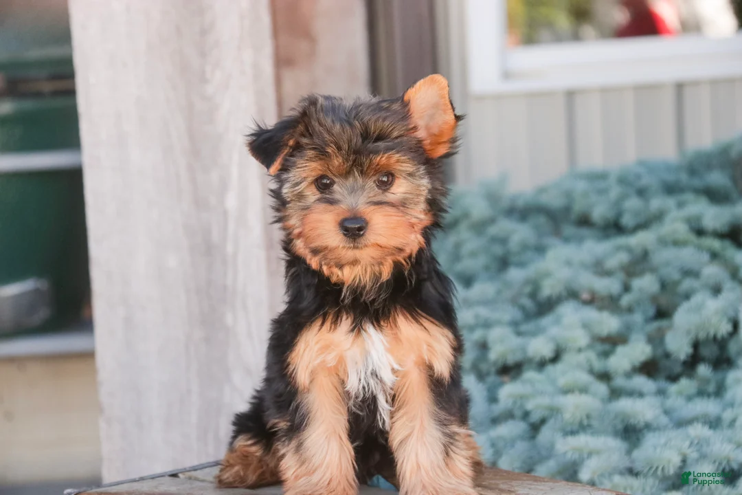 Yorkshire Terrier dogs for sale: Tahoe - Ad 1