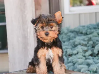 Yorkshire Terrier dogs for sale: Tahoe - Ad 4