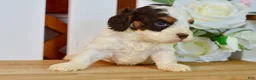Cockapoo dogs for sale: Caleb - Ad 6