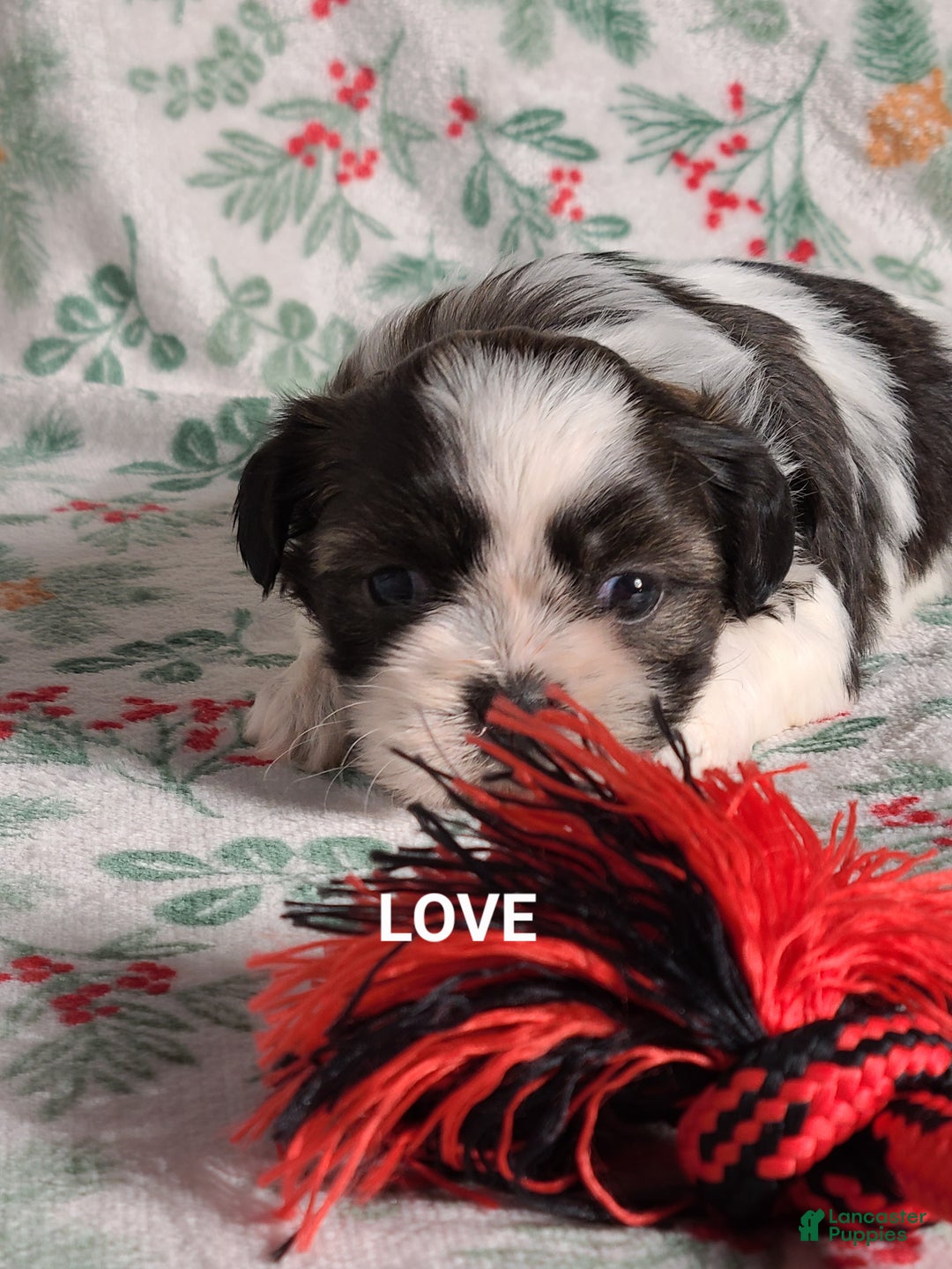 Shih Tzu dogs for sale: Love ❤️  - Ad 2
