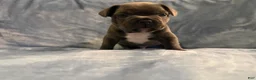 French Bulldog dogs for sale: French Bulldog 2 - Ad 2