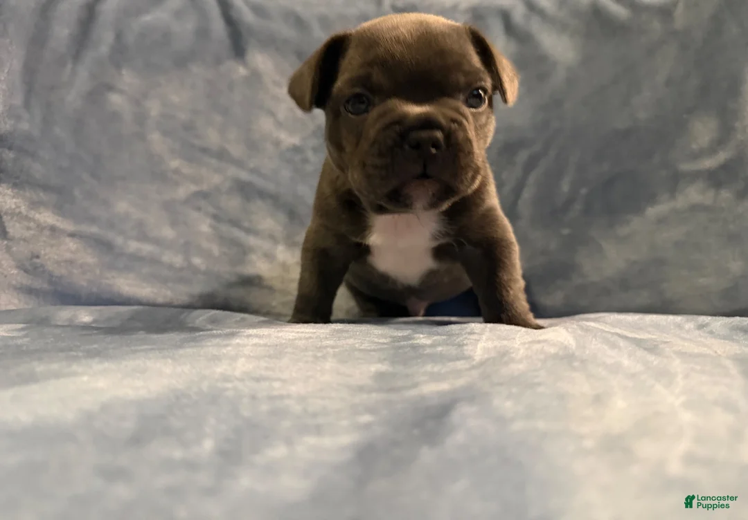French Bulldog dogs for sale: French Bulldog 2 - Ad 2