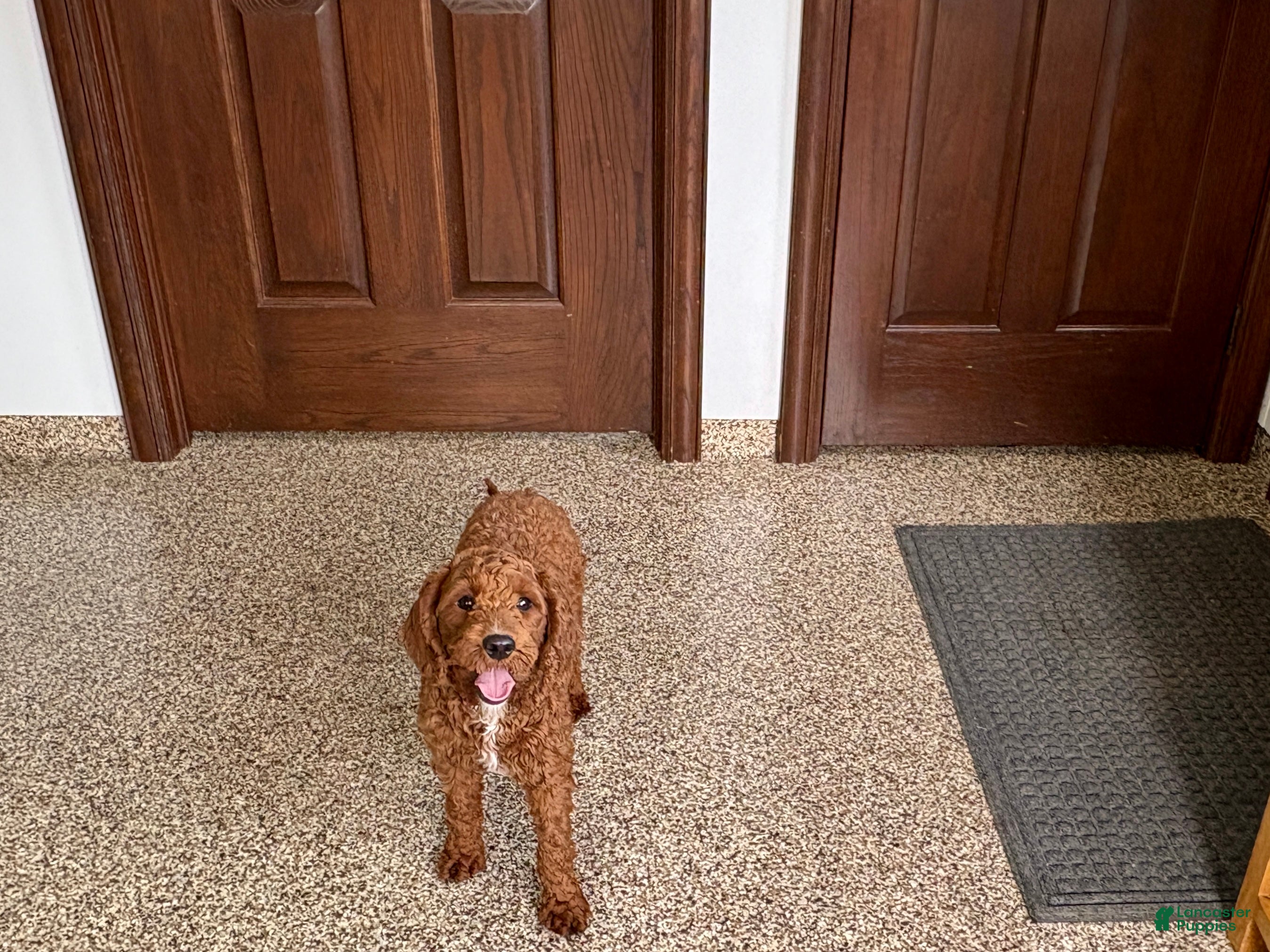 Cockapoo dogs Lillie Red  - Ad 2