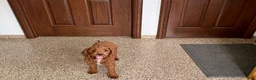 Cockapoo dogs for sale: Lillie Red  - Ad 2