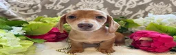 Miniature Dachshund dogs for sale: Daffodil  - Ad 12