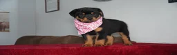 Rottweiler dogs for sale: Gabby - Ad 4