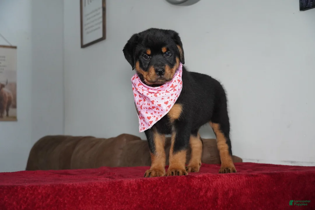 Rottweiler dogs for sale: Gabby - Ad 4