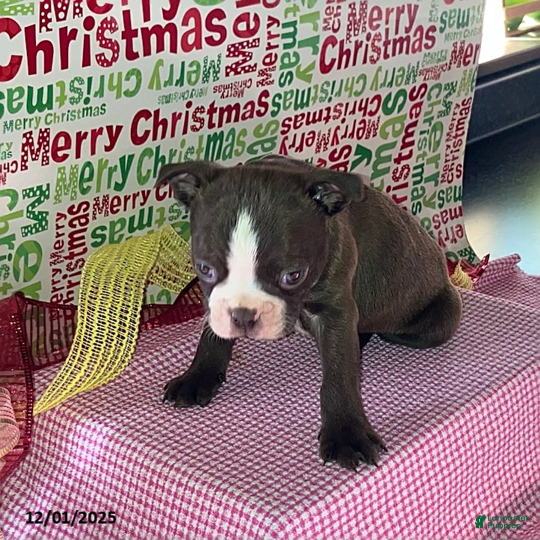 Boston Terrier dogs for sale: Freddy - Ad 1