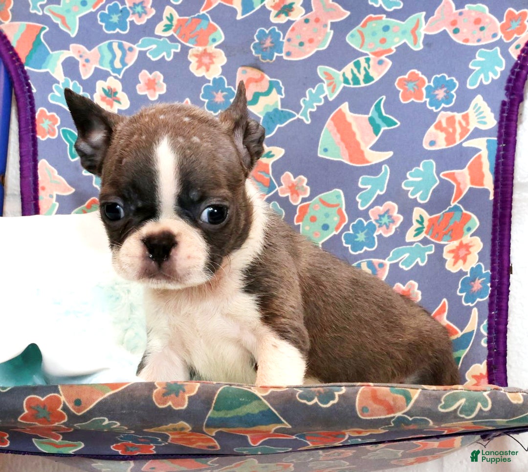 Boston Terrier dogs for sale: Hunter - Ad 4
