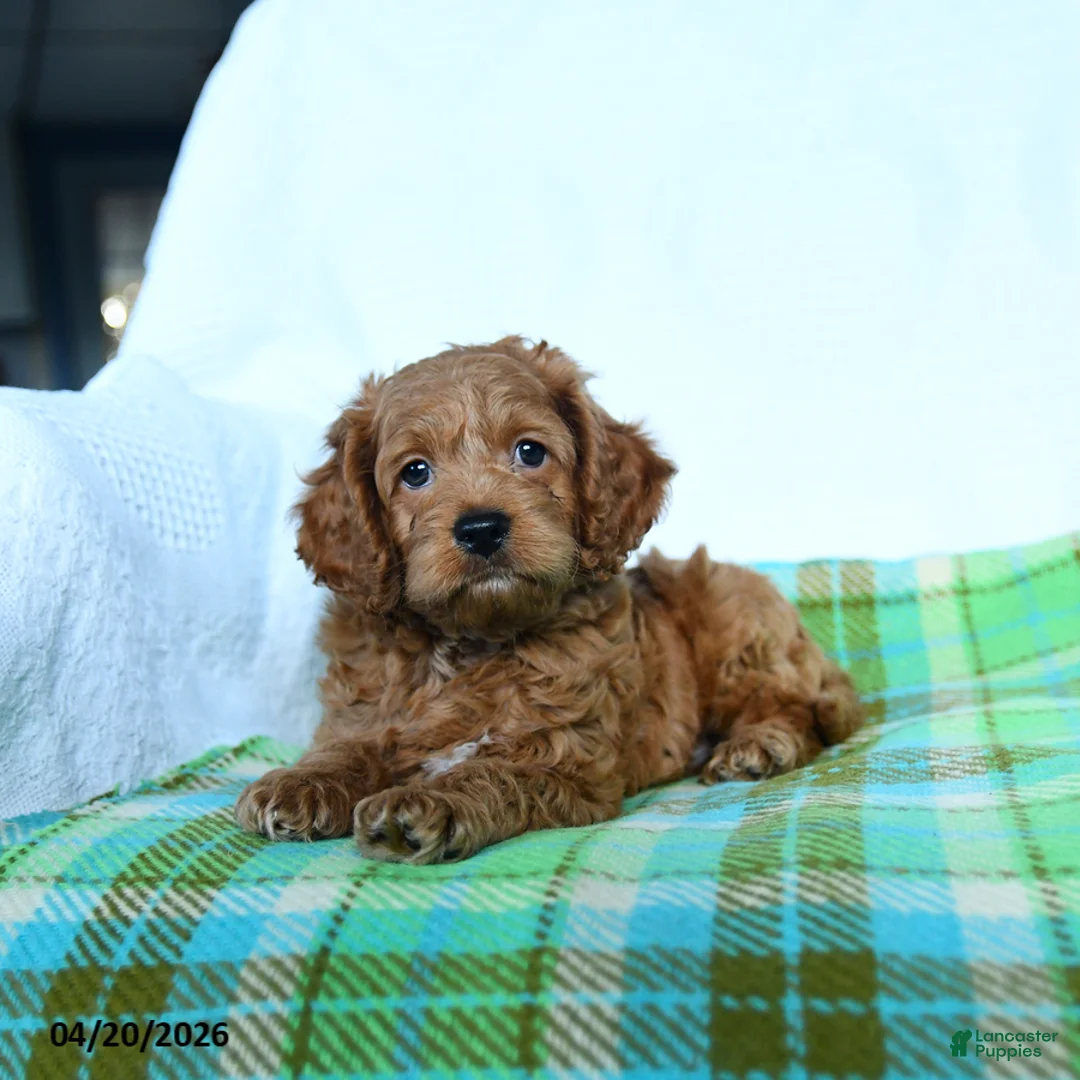 Cockapoo dogs for sale: Jupiter - Ad 2
