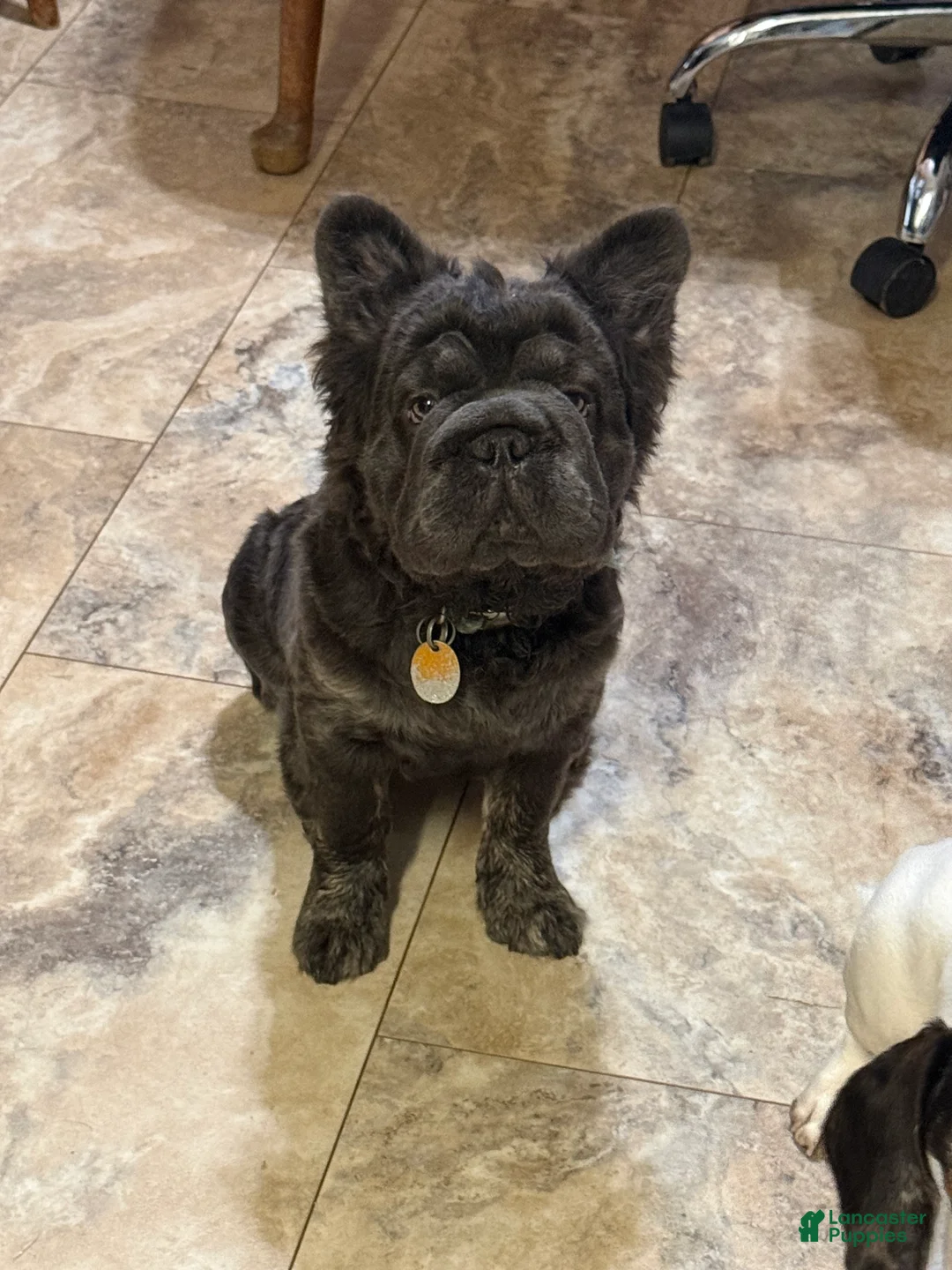 French Bulldog dogs for sale: French Bulldog 1 - Ad 1