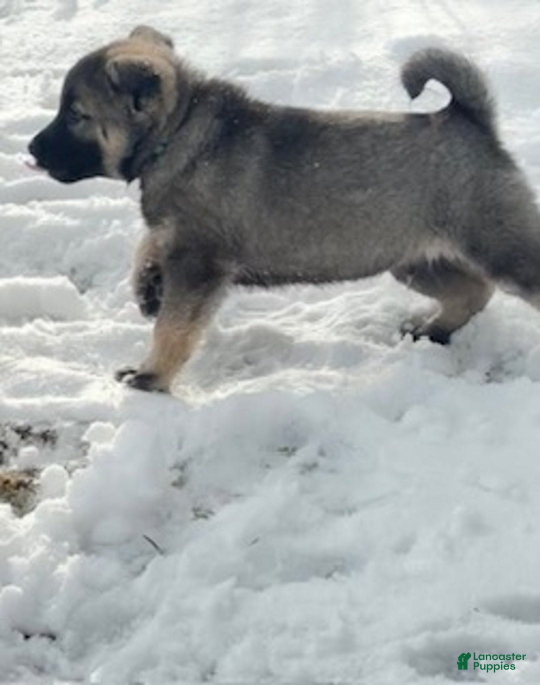 Norwegian Elkhound dogs for sale: Little Boy Blue - Ad 4