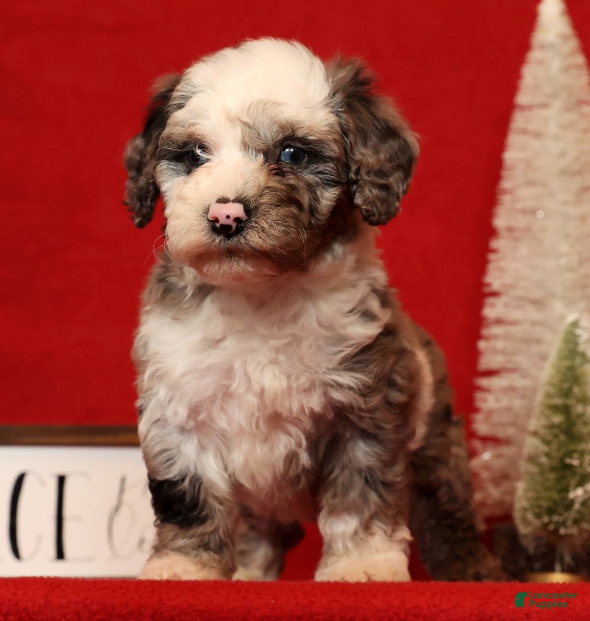 Miniature Poodle dogs Champ - Ad 6