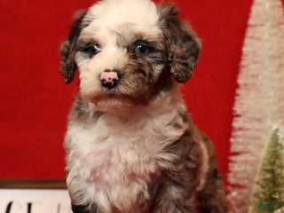 Miniature Poodle dogs Champ - Ad 2