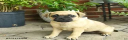 Jug dogs for sale: Caramel - Ad 3