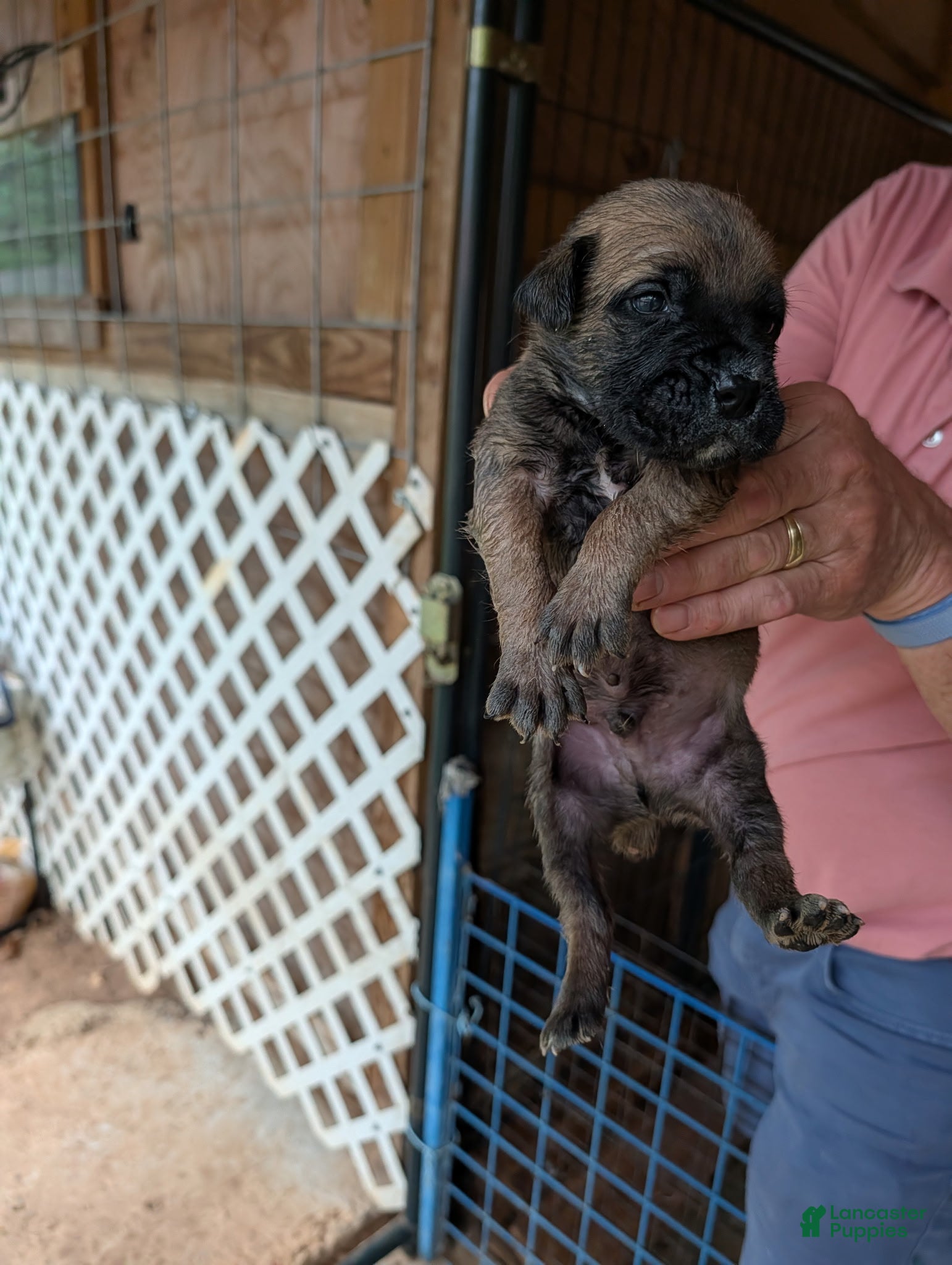 Cane Corso dogs Cane Corso 1 - Ad 41