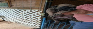 Cane Corso 1