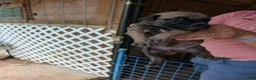 Cane Corso dogs for sale: Cane Corso 1 - Ad 1