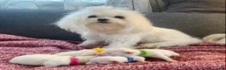 Maltese dogs for sale: Maltese Puppy 3 - Ad 5