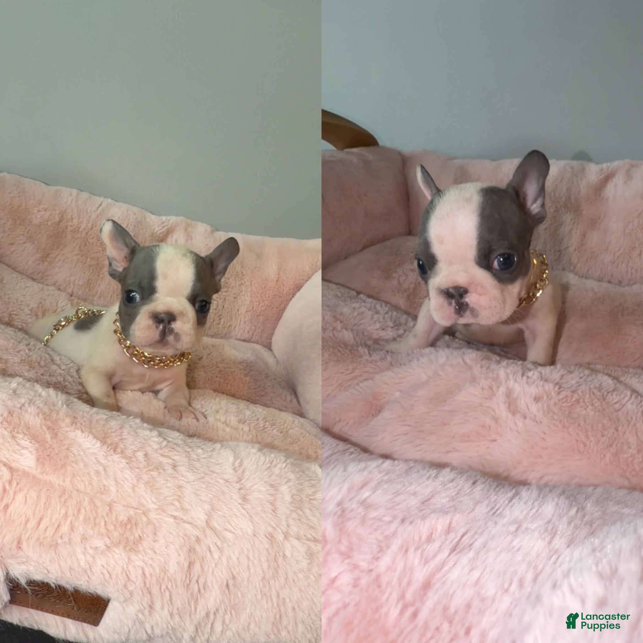 French Bulldog dogs French Bulldog 7 - Ad 1
