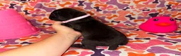 Cane Corso dogs for sale: Light Pink Collar Female - Ad 4