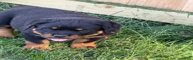 Rottweiler Puppy 3