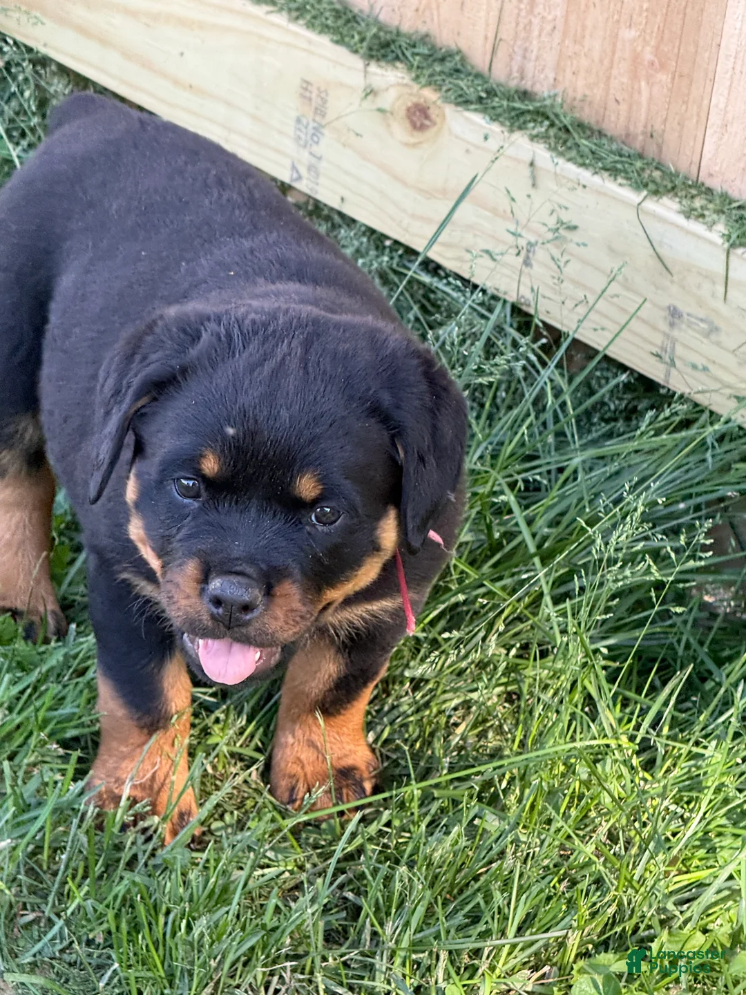 Rottweiler dogs for sale: Rottweiler Puppy 3 - Ad 1