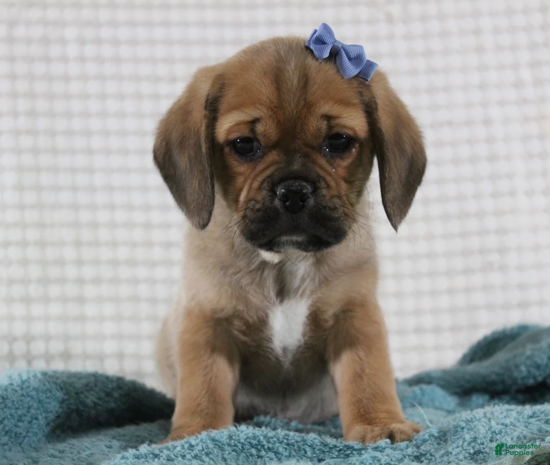 Puggle dogs for sale: Theodore - Ad 5