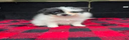 Pomeranian dogs for sale: Daisy - Ad 7