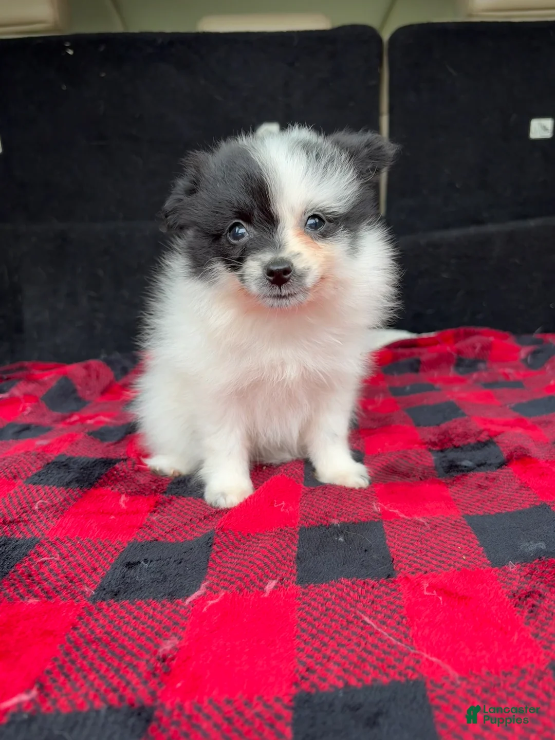Pomeranian dogs for sale: Daisy - Ad 7