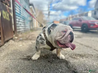 English Bulldog dogs Toby Crypto - Ad 5