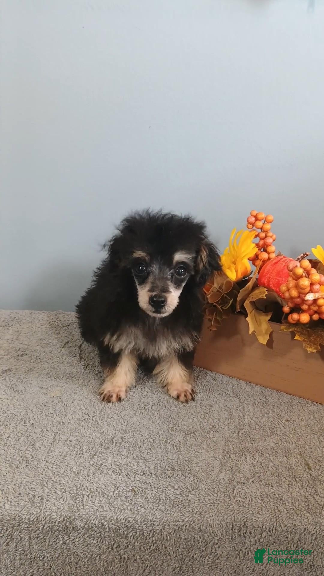 Toy Poodle dogs Toy Poodle 5 - Ad 15