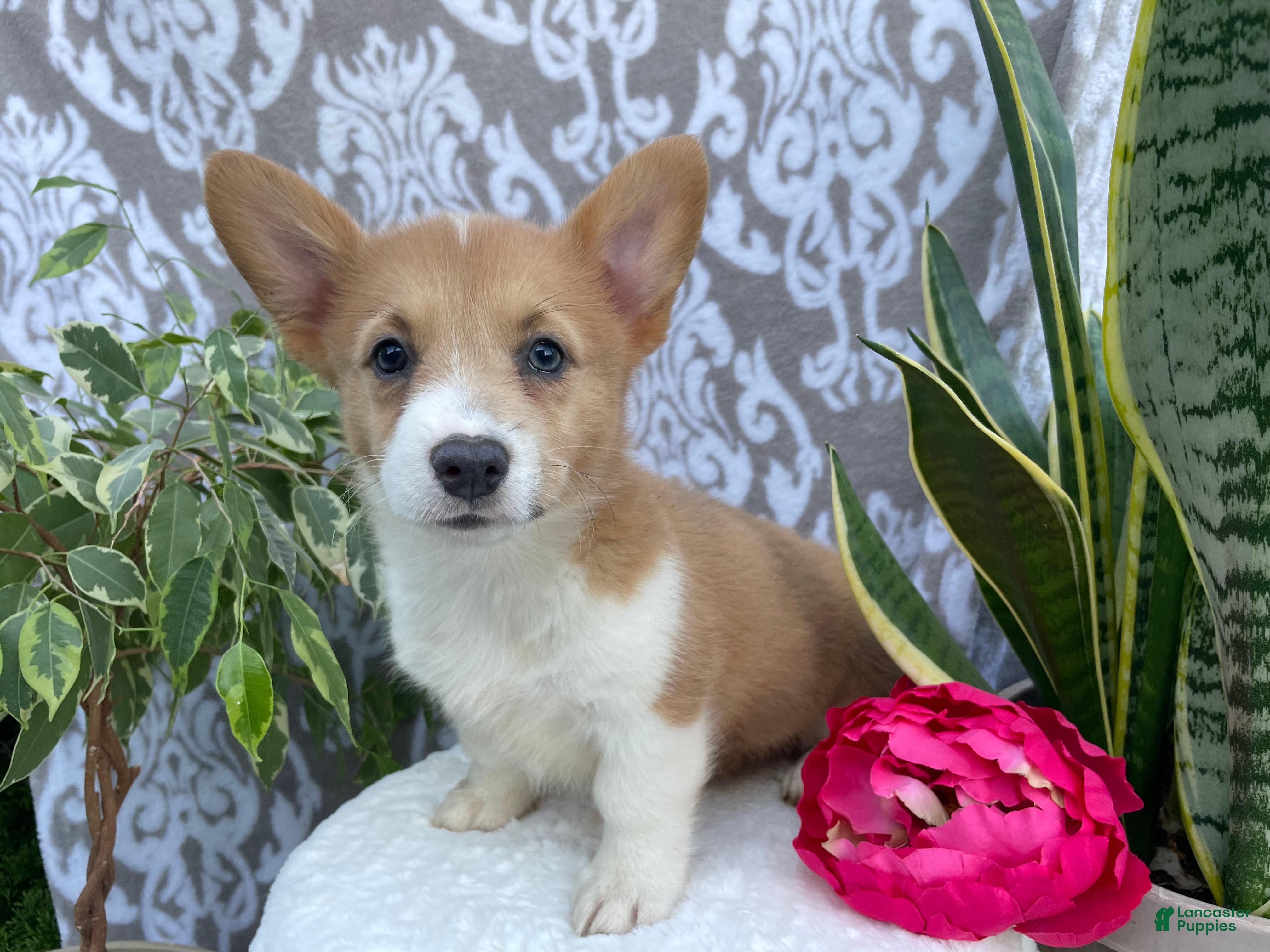 Welsh Corgi Pembroke dogs Sasha - Ad 2