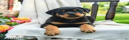 Rottweiler dogs for sale: Lexie - Ad 4