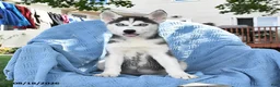 Siberian Husky dogs for sale: Bridget - Ad 4