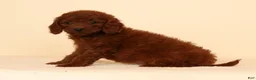 Mini Goldendoodle dogs for sale: Molly - Ad 6
