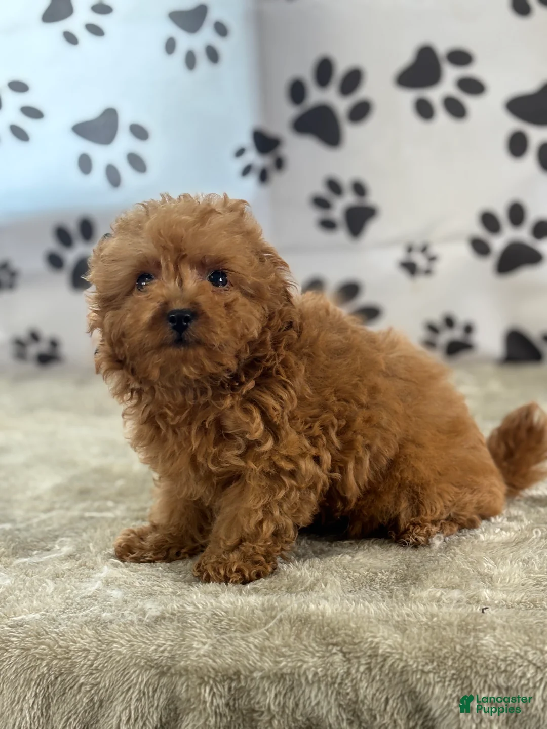 Goldendoodle dogs for sale: Fiona - Ad 2