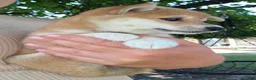 Shiba Inu dogs for sale: Freedom - Ad 9