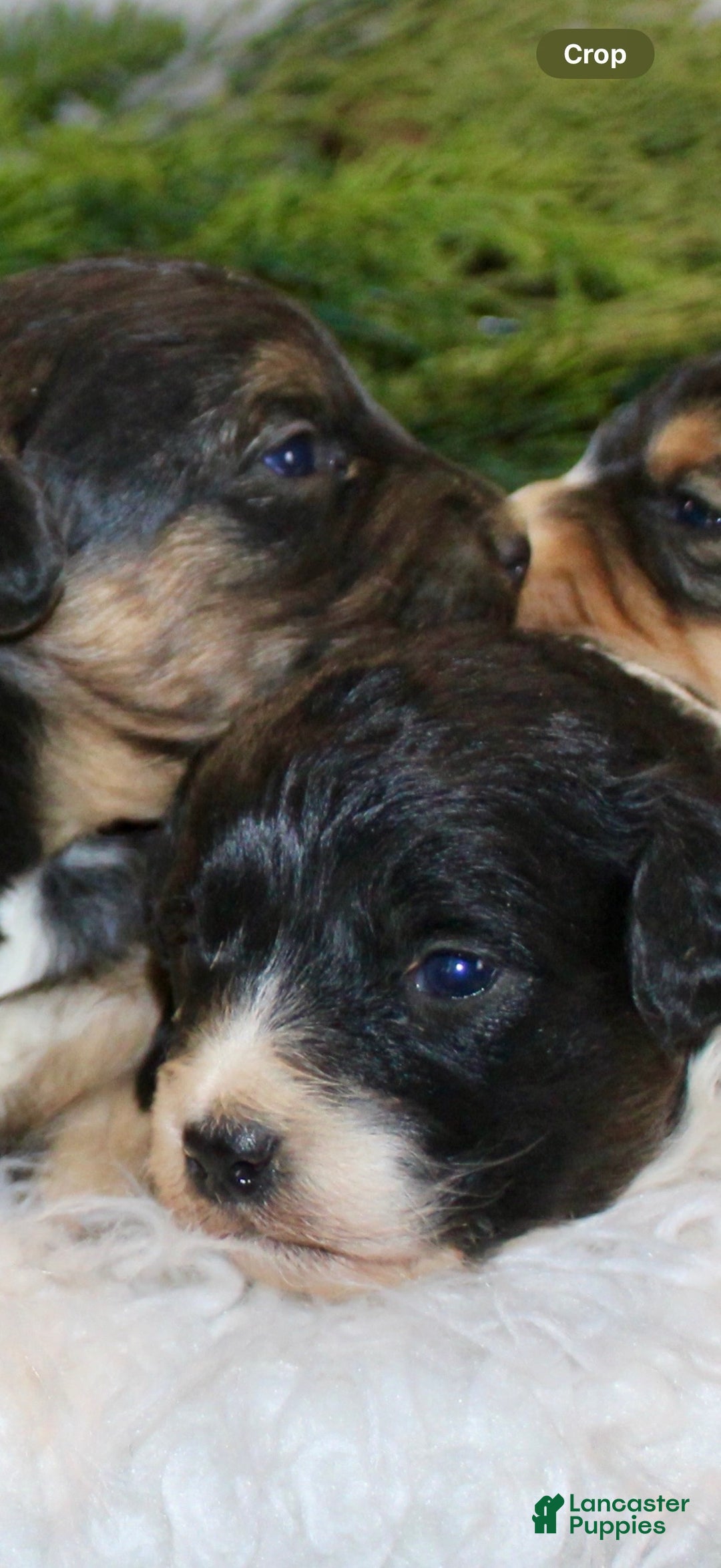 Mini Aussiedoodle dogs for sale: Mini Aussiedoodle Puppy 5 - Ad 1