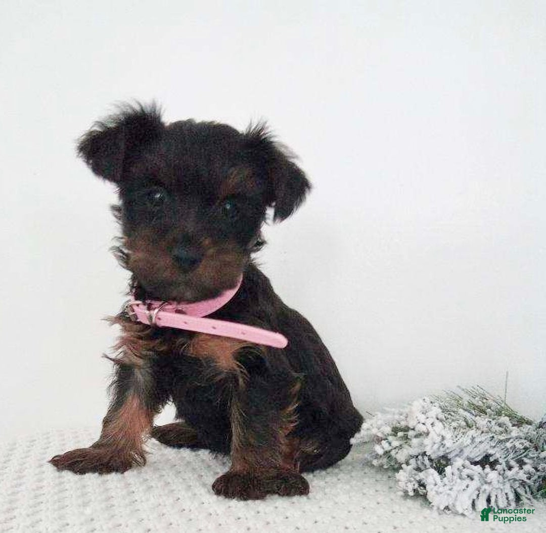 Yorkshire Terrier dogs for sale: Jana - Ad 3