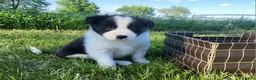 Border Collie dogs for sale: Border Collie Puppy 4 - MABLE - Ad 3