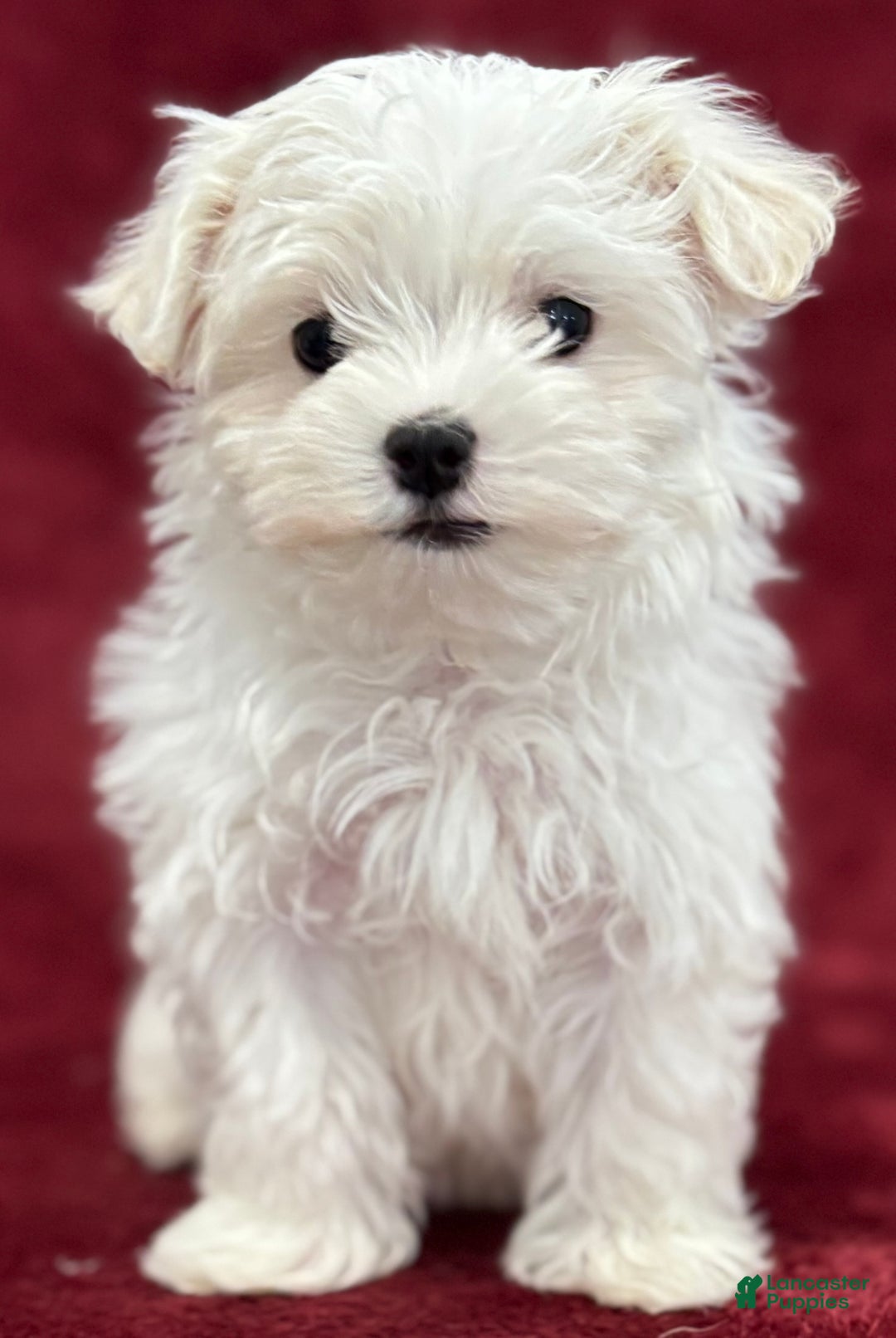 Maltese dogs for sale: Joy - Ad 1